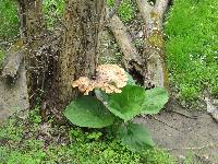 Polyporus squamosus image