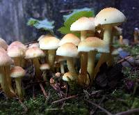 Hypholoma fasciculare image