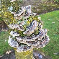 Trametes versicolor image