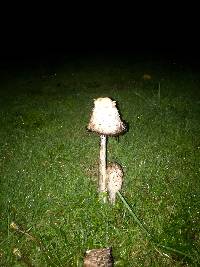 Coprinus comatus image