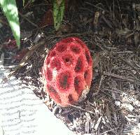 Clathrus crispus image