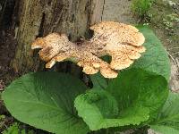 Polyporus squamosus image