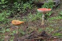 Amanita muscaria image