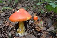 Amanita caesarea image