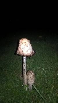 Coprinus comatus image