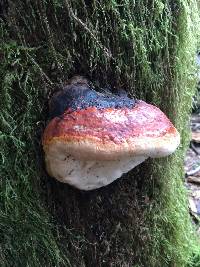 Fomitopsis pinicola image