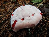 Hydnellum peckii image