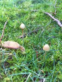 Image of Galerina semilanceata