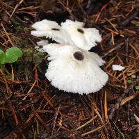 Lepiota atrodisca image