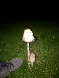 Coprinus comatus image