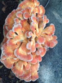 Laetiporus cincinnatus image