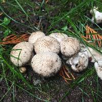 Lycoperdon perlatum image