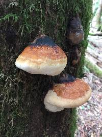 Fomitopsis pinicola image