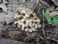 Tremella reticulata image