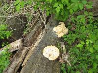 Polyporus squamosus image