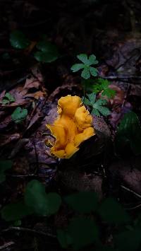 Cantharellus lateritius image