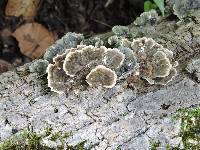 Trametes versicolor image
