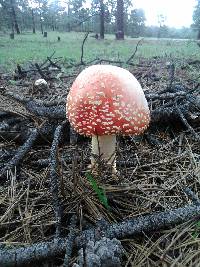 Amanita muscaria image