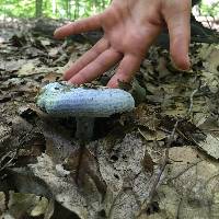 Lactarius indigo image