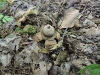 Geastrum triplex image