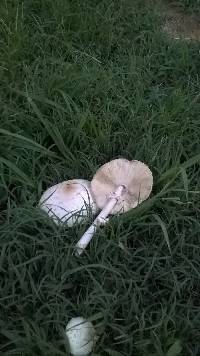 Chlorophyllum molybdites image