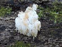 Hericium americanum image