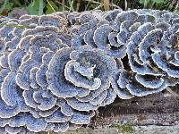 Trametes versicolor image