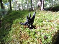 Xylaria polymorpha image