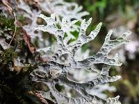 Pseudocyphellaria faveolata image