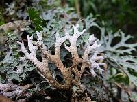 Pseudocyphellaria faveolata image