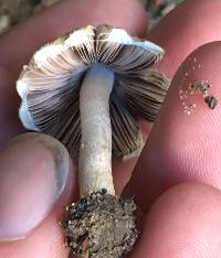 Psathyrella candolleana image