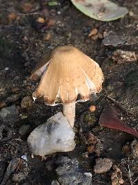 Psathyrella candolleana image