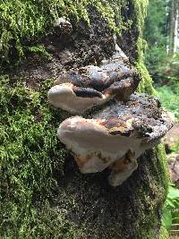 Fomitopsis pinicola image