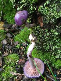 Cortinarius iodes image