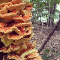 Laetiporus sulphureus image