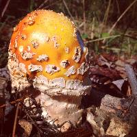 Amanita muscaria var. guessowii image