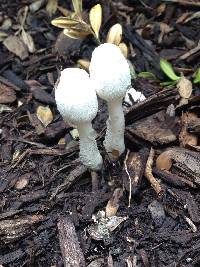 Leucocoprinus cepistipes image