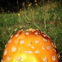 Amanita muscaria image