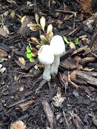 Leucocoprinus cepistipes image