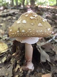 Amanita rubescens image