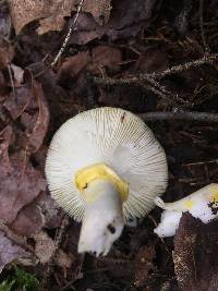 Amanita flavoconia image