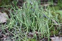 Cladonia cornuta image