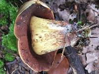 Boletus vermiculosus image