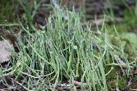 Cladonia cornuta image