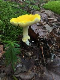 Amanita flavoconia image