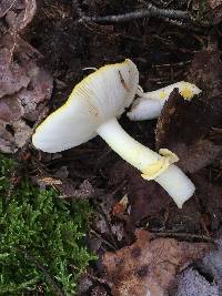 Amanita flavoconia image