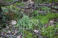 Cladonia cornuta image