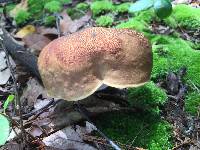 Boletus vermiculosus image