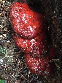 Ganoderma tsugae image