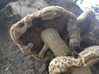 Agrocybe parasitica image